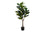 PLANTE ARTIFICIELLE - 47"H / POT FIGUIER INTERIEUR 5"