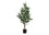 PLANTE ARTIFICIELLE - 47"H / POT INTÉRIEUR ACACIA 5"