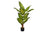 PLANTE ARTIFICIELLE - 47"H / EVERGREEN INTERIEUR POT 5"