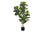 PLANTE ARTIFICIELLE - 41"H / FIDDLE INTERIEUR POT 5"