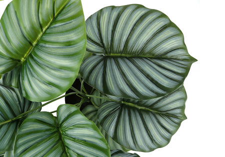 PLANTE ARTIFICIELLE - 24"H / POT INTÉRIEUR CALATHEA 5"