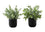 PLANTE ARTIFICIELLE - 2MCX / 11"H EUCALYPTUS/GAZON POT 5"