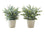 PLANTE ARTIFICIELLE - 2PCS / 13"H EUCALYPTUS/ HERBE/ POT 4"