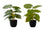 PLANTE ARTIFICIELLE - 2PCS / 13"H EPIPREMNUM / POT 4"