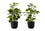 PLANTE ARTIFICIELLE - 2PCS / 14"H FICUS ELASTICA ET POT 4"