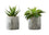 PLANTE ARTIFICIELLE - 2PCS / 7"H SUCCULENTE EN 4" POT CIMENT