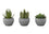 PLANTE ARTIFICIELLE - 3MCX / 6"H SUCCULENTE POT GRIS 3"