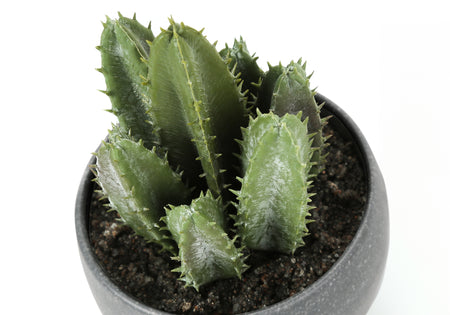 PLANTE ARTIFICIELLE - 3MCX / 6"H SUCCULENTE POT GRIS 3"